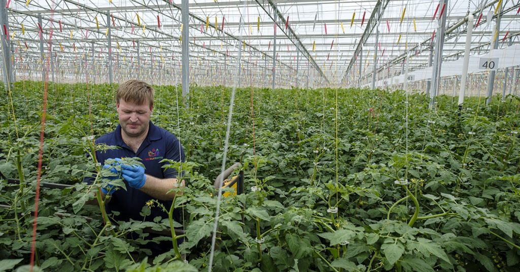 Red Sun Farms #7 Fresh Produce Greenhouse Grower in U.S.