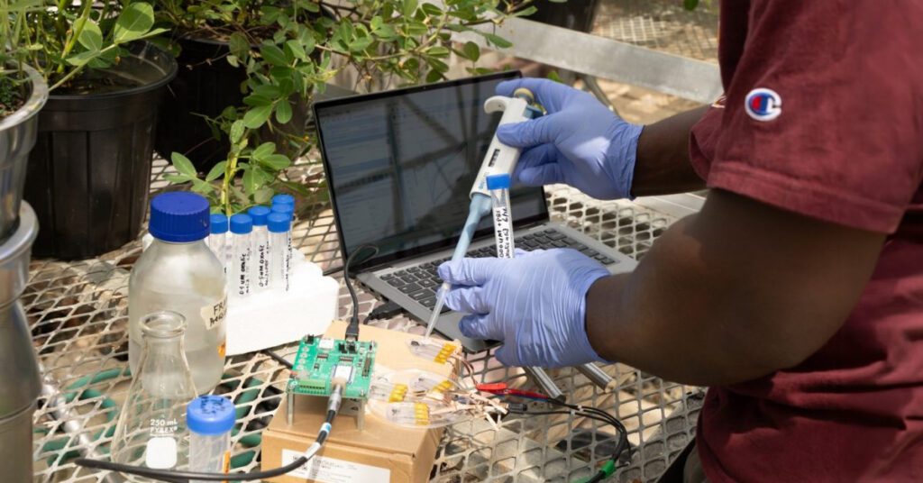 Virginia Tech Researchers Work to Protect the Peanut