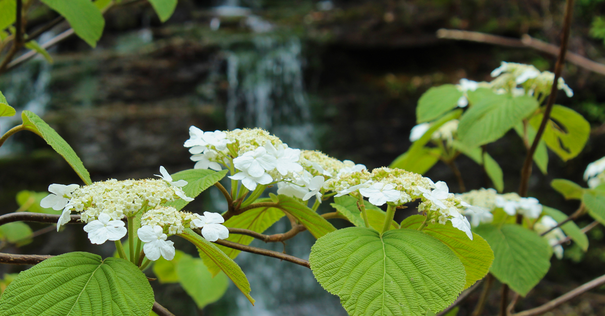 Spring Flowers in the NRV