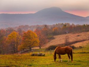 buffalo mountain