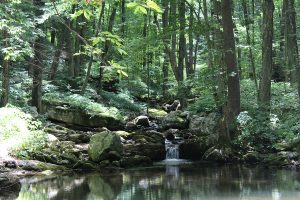 Outdoors in the NRV Jefferson National Forest