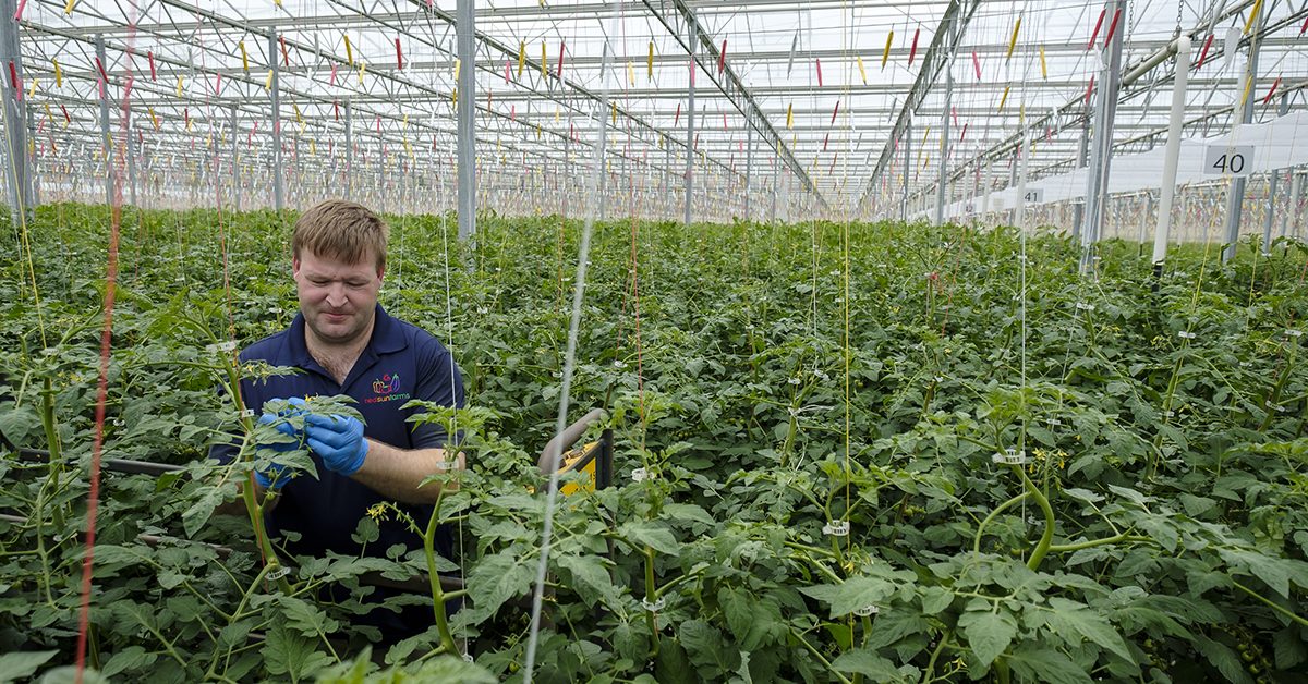 Red Sun Farms #7 Fresh Produce Greenhouse Grower in U.S.