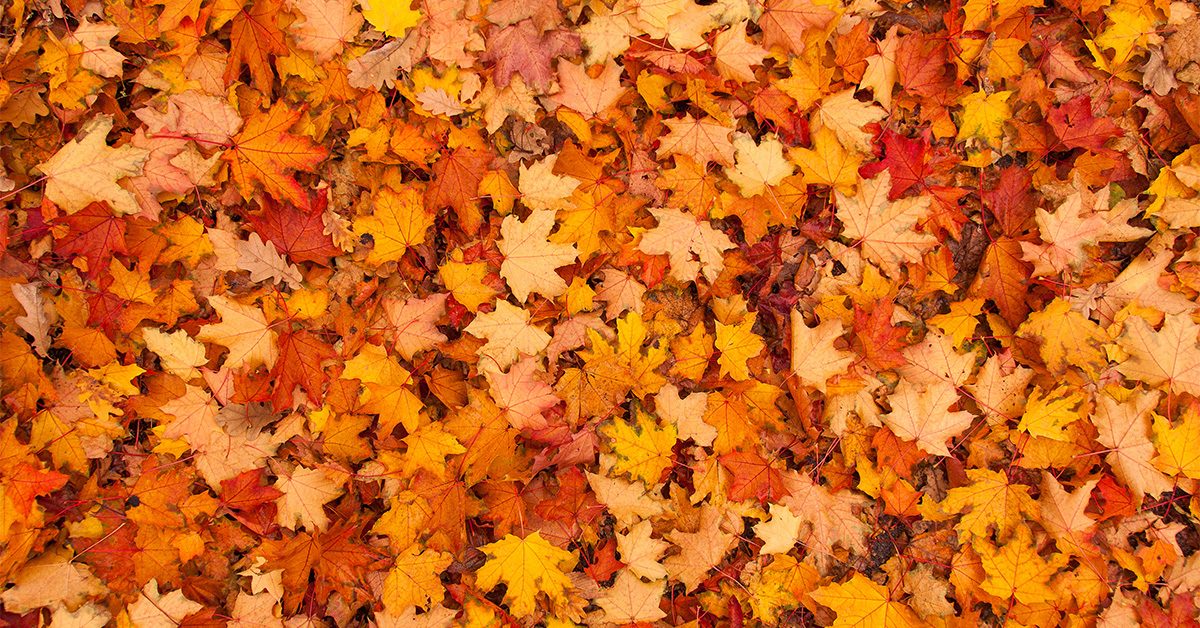 Fall Leaves